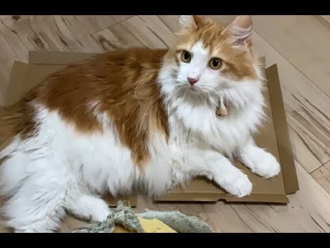 お昼の猫タイム！【マリー（メインクーン）】