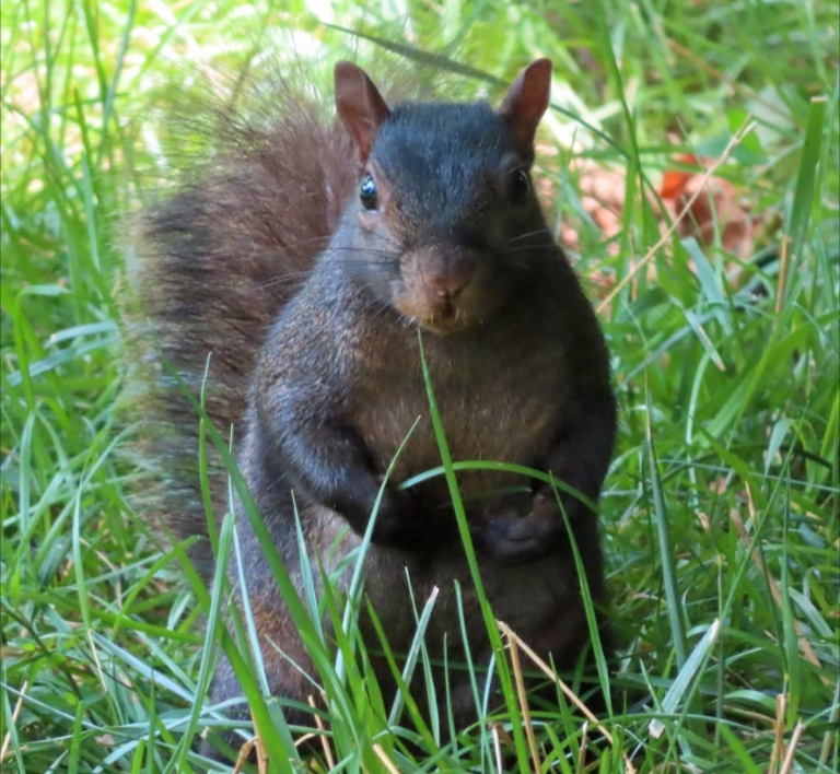 Handsome brown squirrel