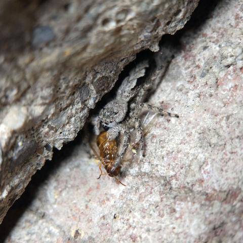 A grey, white, and black jumping spider with a long, flattened body feeding on a golden-brown winged ant with a large abdomen next to a crack in concrete.