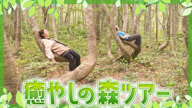 【五感で楽しむ！癒やしの森ツアー】YTSゴジダス水曜情報局