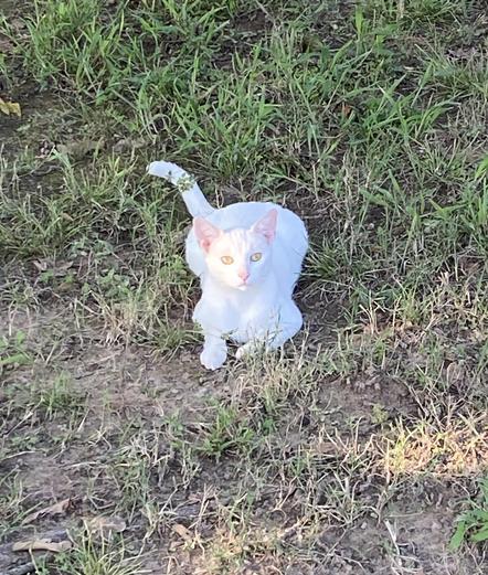 A white kitty on a poorly maintained lawn.