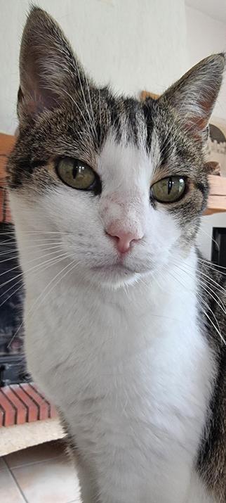 Isis la chatte tricolore au regard rêveur