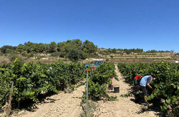Enguany hi ha una bona verema a la Terra Alta després de dues campanyes afectades per la sequera (3Cat)