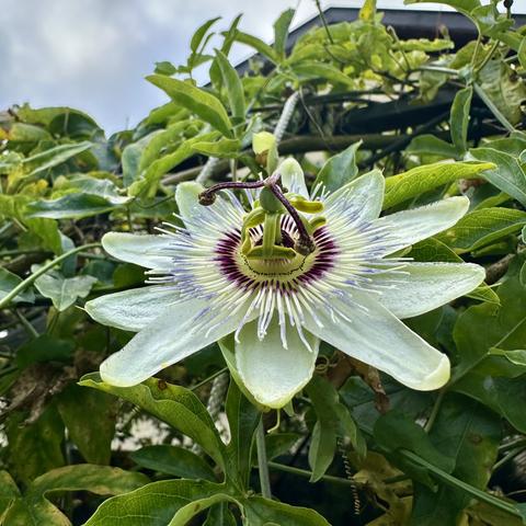 Une fleur de passiflore devant un ciel nuageux et un faîte de toit.