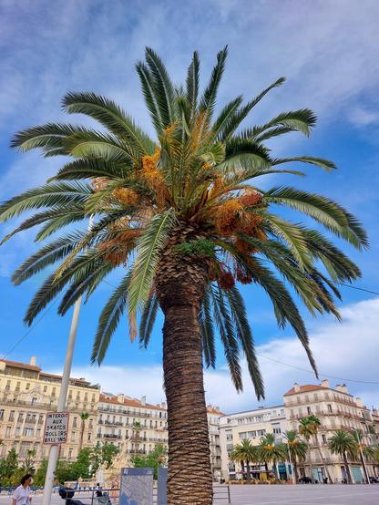 Foto einer Plame vor blauem Himmel mit ein paar sanften Wolken. Im Hintergrund ein Platzmi weiteren Palmen, dahinter hohe, helle Häuser.