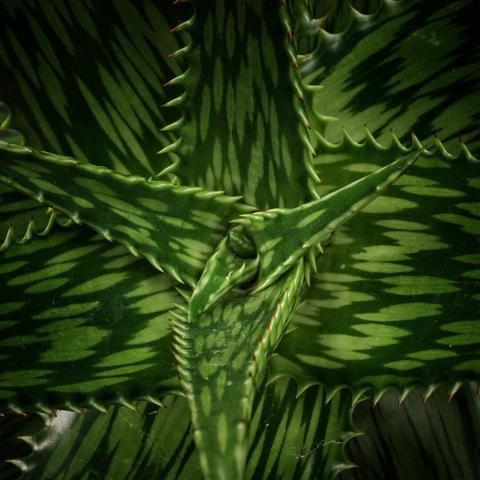 Heart of an agave plant with spikey leaves