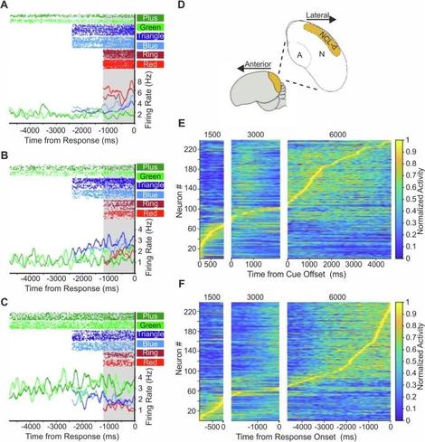 Fig. 3 | NCL single-unit recordings. A–C Responses of three example NCL neurons
selective to target interval of 1500 ms (A), 3000 ms (B), and 6000 ms (C) during the
nal 1200 ms of the wait period (alignment to response onset; as indicated by the
gray shading). Top: dot-raster histograms with each dot representing one action
potential; Bottom: averaged spike density function (activity averaged and
smoothed by a 300 ms Gaussian kernel). Time 0 indicates the crow’s response
onset for each of the three wait intervals. D Lateral schematic of a crow brain with a
coronal section at the posterior end showing the telencephalic NCLd (yellow). arcopallium; N nidopallium. E, F Time entries in the wait period during which
neurons with a preference for the 1500, 3000, or 6000 ms target duration (each
panel) for activity aligned to the cue offset (E) or response onset (F). Each line
represents one neuron showing a signi cant main effect of time in either cue-offset
or response-onset aligned analysis (n = 220). Surface color indicates normalized
ring rate, with 0 corresponding to the minimum and 1 to the maximum ring rate
per neuron across the aligned time window.