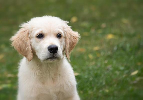 Ein junger Golden Retriever. (C) Pixabay