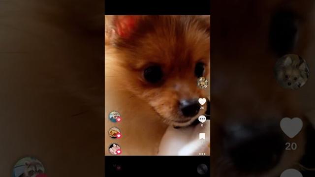 荒くれ者ポメラニアン生後4か月