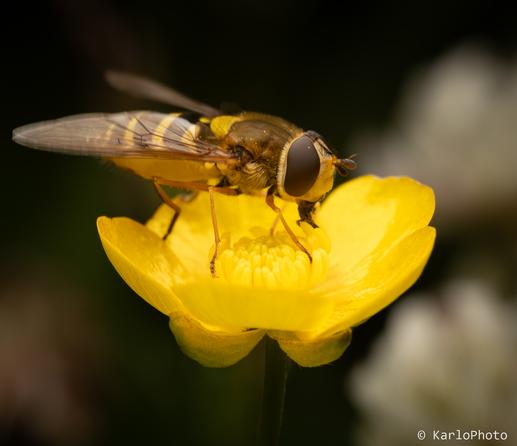 A small fly on a flower.