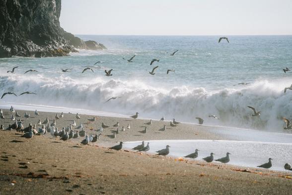 Seabirds take flight from a sandy beach as waves crash, with more birds gathered near the shore and cliffs in the background.