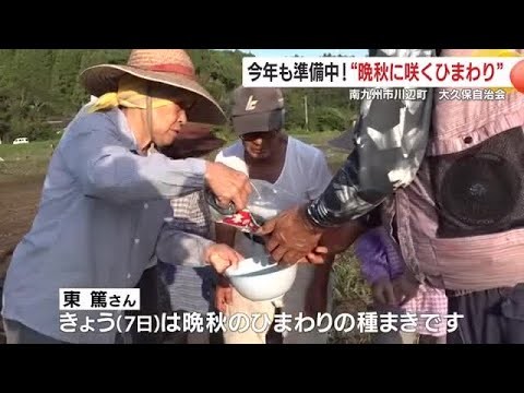 ”晩秋に咲くひまわり”　種まきをして準備中　南九州市川辺町　大久保自治会　10月末に咲く予定 (25/09/11 19:12)