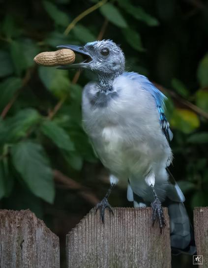 Color photo of a molting blue jay perched on top of a wooden fence with a peanut in its beak.