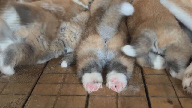 ムチムチなあし。短いしっぽ。秋田犬の赤ちゃんの癒やしの後ろ姿