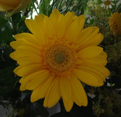 Close-up of a yellow Gerbera daisy in a bouquet, showing the bright yellow stamens and pistils in their tiny yellow flowers inside the main flower. The very center of the flower is bright green.