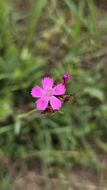 Clavelina (Dianthus deltoides)