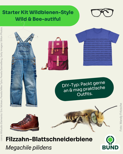 1. Filzzahn-Blattschneiderbiene (Megachile pilidens)
Kleidung und Accessoires wie Jeanslatzhose, Rucksack, T-Shirt, Brille und Schuhe. Daneben eine Filzzahn-Blattschneiderbiene. Text: Starter Kit Wildbienen-Style – Wild & Bee-autiful. DIY-Typ: Packt gerne an & mag praktische Outfits.