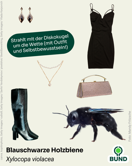 2. Blauschwarze Holzbiene (Xylocopa violacea)
Schwarzes Kleid, Stiefel, Schmuck und Handtasche. Daneben die Blauschwarze Holzbiene. Text: Strahlt mit der Diskokugel um die Wette (mit Outfit und Selbstbewusstsein!).