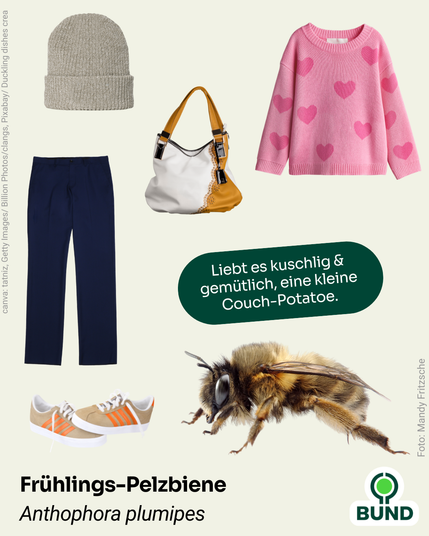 3. Frühlings-Pelzbiene (Anthophora plumipes)
Mütze, rosa Pullover, Hose, Schuhe und Tasche. Daneben die Frühlings-Pelzbiene. Text: Liebt es kuschlig & gemütlich, eine kleine Couch-Potatoe.