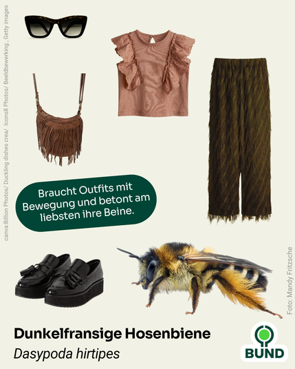 4. Dunkelfransige Hosenbiene (Dasypoda hirtipes)
Sonnenbrille, Oberteil mit Rüschen, Fransen-Tasche, Hose und Schuhe. Daneben die Dunkelfransige Hosenbiene. Text: Braucht Outfits mit Bewegung und betont am liebsten ihre Beine.