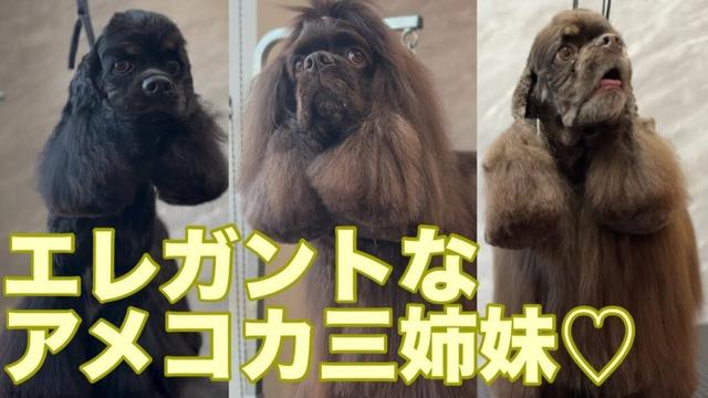 アメリカンコッカースパニエルの姉妹に合わせたトリミングスタイル✂︎(優芽ちゃん)(桜ちゃん)(美結ちゃん)