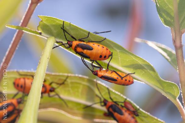 Orange bugs with black legs, black antennae, black wings, and black abdominal spots.