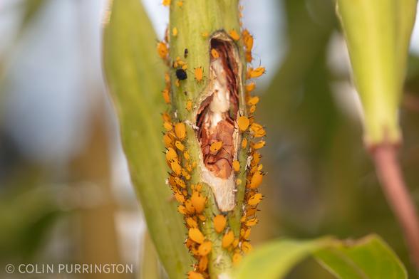 Elongate, green seedpod with wall eaten away, exposing brown flat seeds within. Exterior is covered with covered with bright yellow aphids, most of which are pointed down.