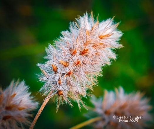 Hare's-foot clover, Trifolium arvense (Fabaceae) in urban park Rehberge on a dry meadow, © Stefan F. Wirth August/September 2025