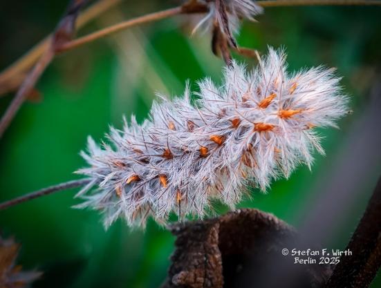 Hare's-foot clover, Trifolium arvense (Fabaceae) in urban park Rehberge on a dry meadow, © Stefan F. Wirth August/September 2025