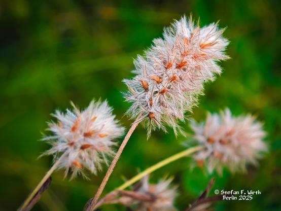 Hare's-foot clover, Trifolium arvense (Fabaceae) in urban park Rehberge on a dry meadow, © Stefan F. Wirth August/September 2025
