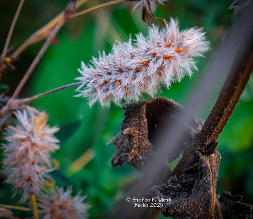 Hare's-foot clover, Trifolium arvense (Fabaceae) in urban park Rehberge on a dry meadow, © Stefan F. Wirth August/September 2025