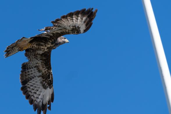 Ein junger Mäusebussard hat gerade die Auswilderungsvoliere verlassen. Er fliegt gerade an einem Fahnenmast vorbei, bei schönstem blauen Himmel. Man kann deutlich die Mauserlücken sehen