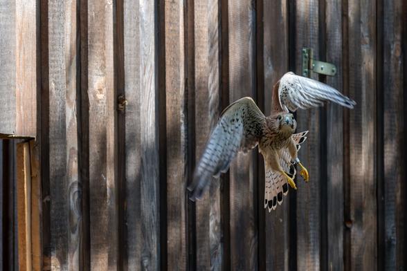 Ein Turmfalke leicht fliegt leicht schräg mit angewinkelten Flügeln. Im Hintergrund die Voliere