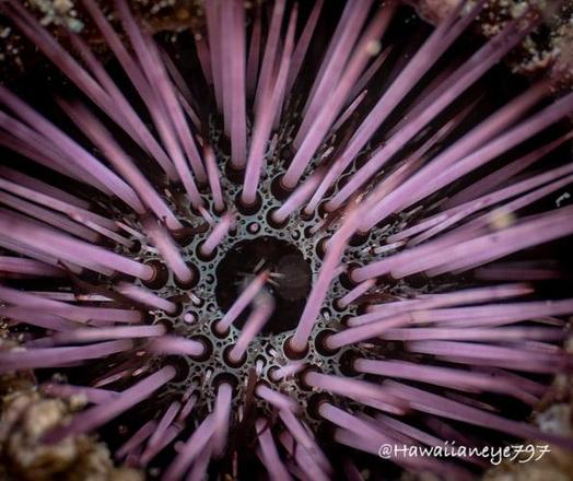 A close-up of a palm-sized sea urchin shows its dark belly surrounded by protective spines that are light purple in color.