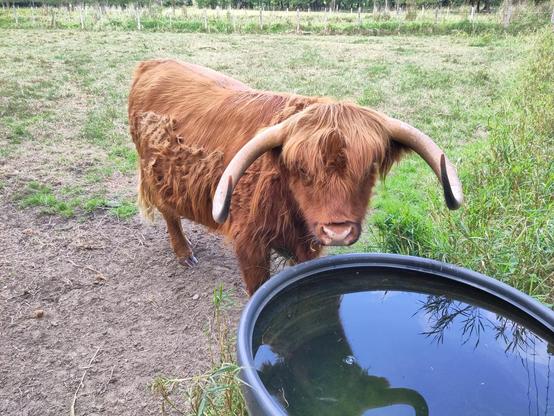 Une vache à poils marrons longs tournée vers nous devant une grosse bassine d'eau, la frange sur les yeux, des très grandes cornes.