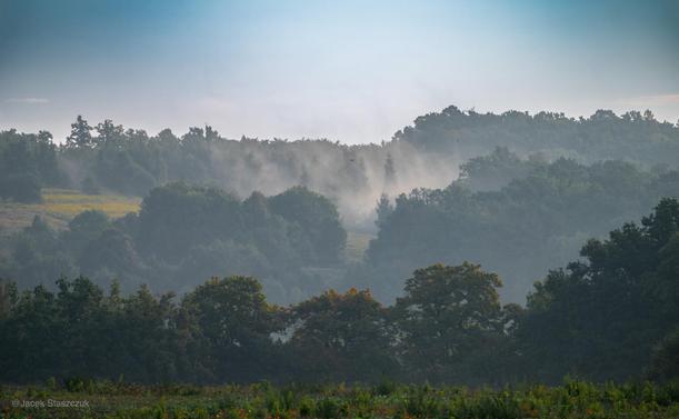 Mgła unosi się przy wschodzie słońca nad zalesionym wzgórzem