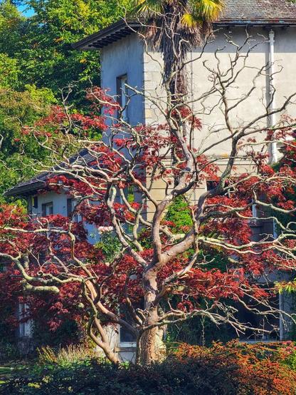 A full-frame, eye-level shot of a large Japanese maple tree with vibrant red leaves and gnarled branches, standing in front of a grey, two-storey house with a dark roof. The tree's colourful foliage contrasts with the neutral tones of the building behind it. The photo is taken on a sunny day.