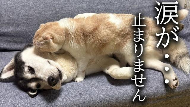 胸が締め付けられ涙が止まりません...