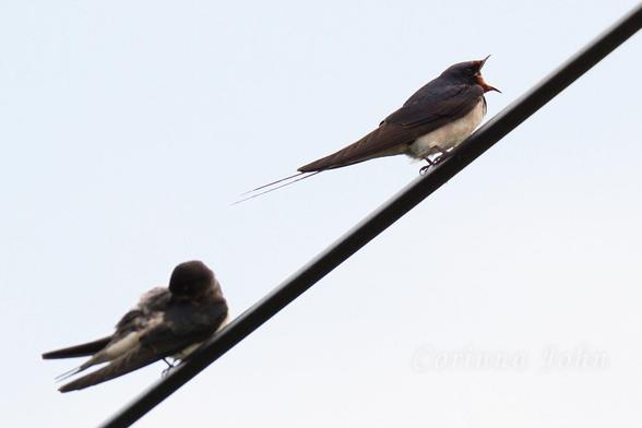 2 schwalben auf einem Draht. Eine putzt sich, eine singt.