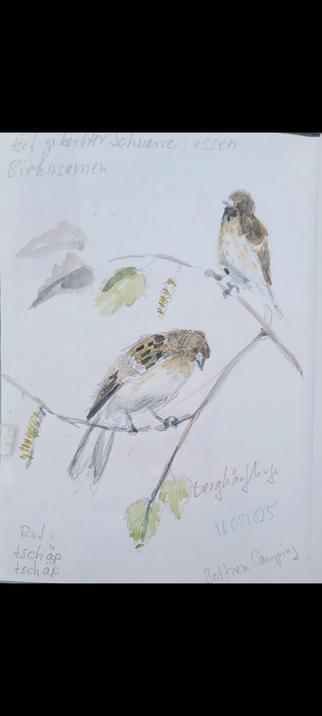 Aquarellskizze: 2 kleine braungefleckte Singvögel in einem Birkenzweig