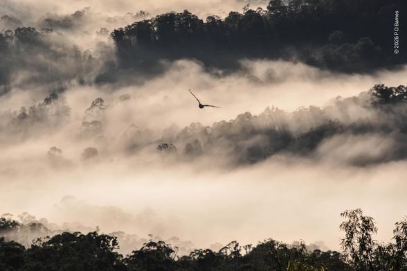Looking down a steep escarpment into a mist-filled, heavily treed valley with alternating valleys and ridges. Some trees are sunk in mist, some taller or higher are standing proud, and the scene is lit by a dreamy, monochromatic dawn light that's casting long tenuous shadows into the soft mist. High above the valley, but below us now, a galah is soaring down in silhouette.