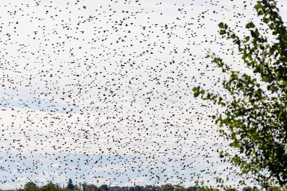 This image depicts a large flock of starlings in front of a blue-ish-white sky. On the bottom of the frame, a line of trees is visible and the foliage of another tree fills the right third of the picture. The individual birds are very small in this image, barely more than black dots before the light sky.