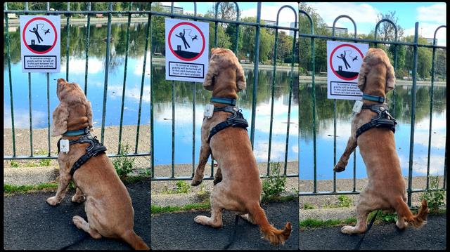 A dog looking at a sign which shows a man with a dog on a lead floating of the ground. Underneath is the text To conserve energy, the gravity in this park will be turned off between the hours of 11pm and 6am.