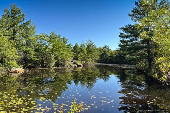 A still pond or small lake surrounded by dense forest, with a mix of coniferous and deciduous trees lining the shoreline. The water is calm and glassy, reflecting the green foliage and clear blue sky above like a mirror. Scattered lily pads float across the surface, adding texture and contrast. The scene evokes a peaceful, untouched natural setting, with harmonious balance between water and woodland.