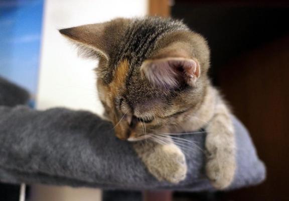 Katze Lilly liegt mit gesenkten Kopf erschöpft auf ihren Katzenbaum