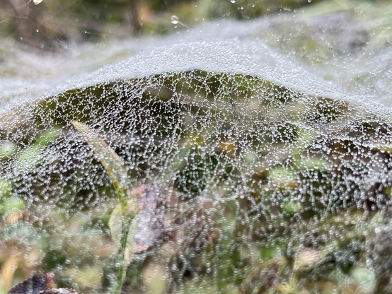 Das Foto zeigt ein Spinnennetz, das dicht über Pflanzen gespannt ist und von unzähligen winzigen Tautropfen bedeckt wird. Die Tropfen glitzern wie Perlenketten und lassen das Netz fast wie einen zarten, weißen Schleier erscheinen. Im Hintergrund sind unscharf grüne und bräunliche Pflanzen zu erkennen, die dem Bild eine natürliche, herbstlich-feuchte Stimmung verleihen.