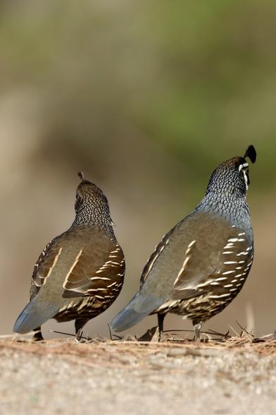 two beautiful birds stare into the distance, seen from behind, both with prominent plumes; the female plume is smaller.