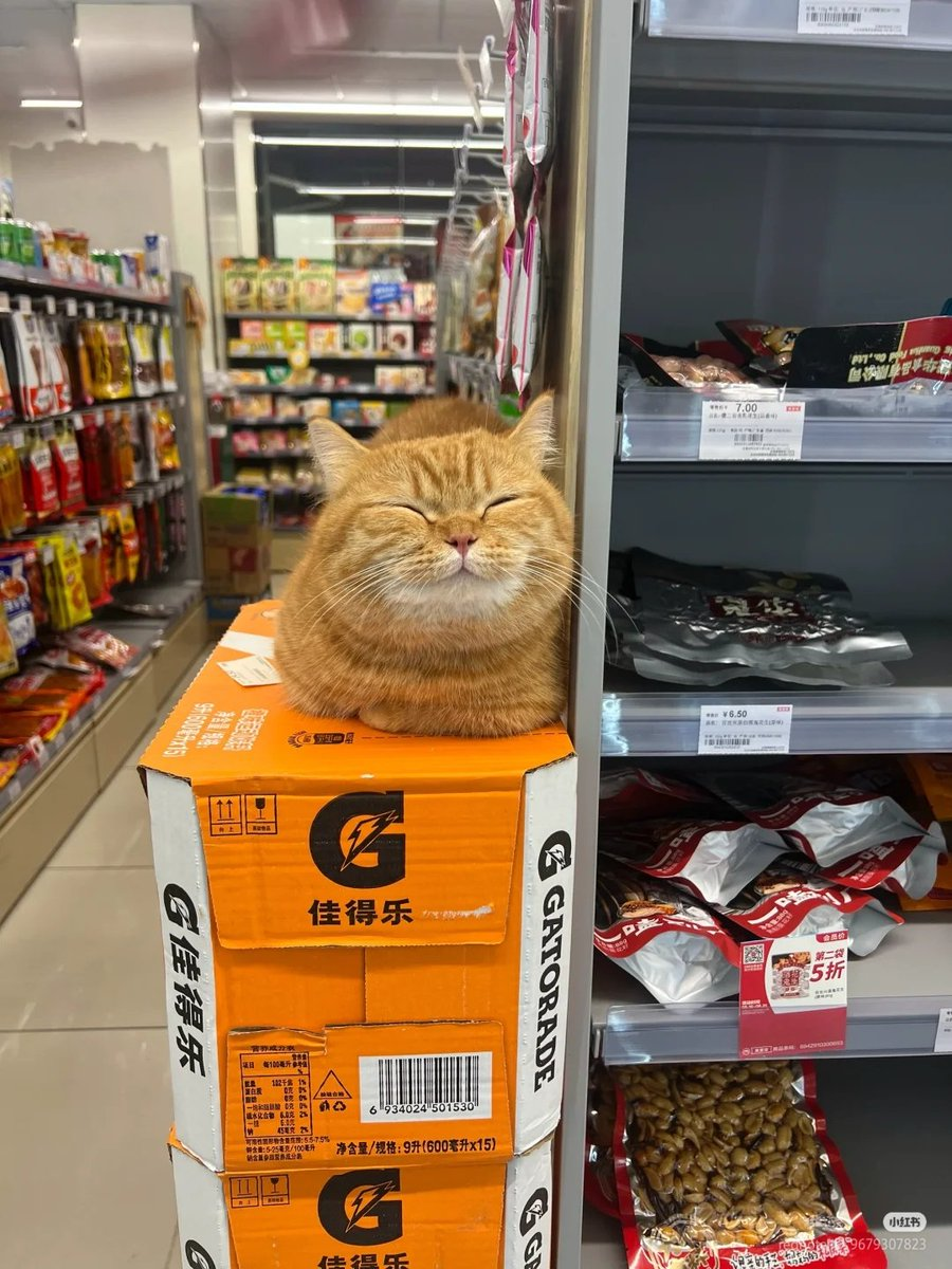 a super smug and happy orange bodega kitty