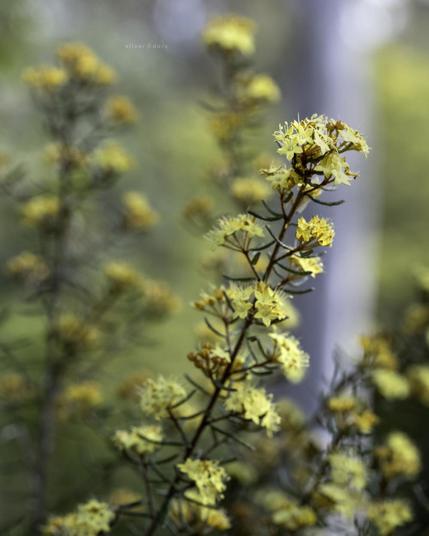 Phebalium stenophyllum 'Golden Glow' flowering well in dappled light near Corunna, NSW - garden plant.