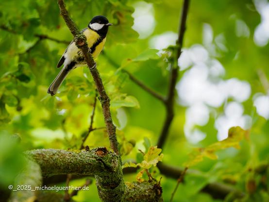 Eine Kohlmeisendame beäugt mich von Nachbars Eiche aus.